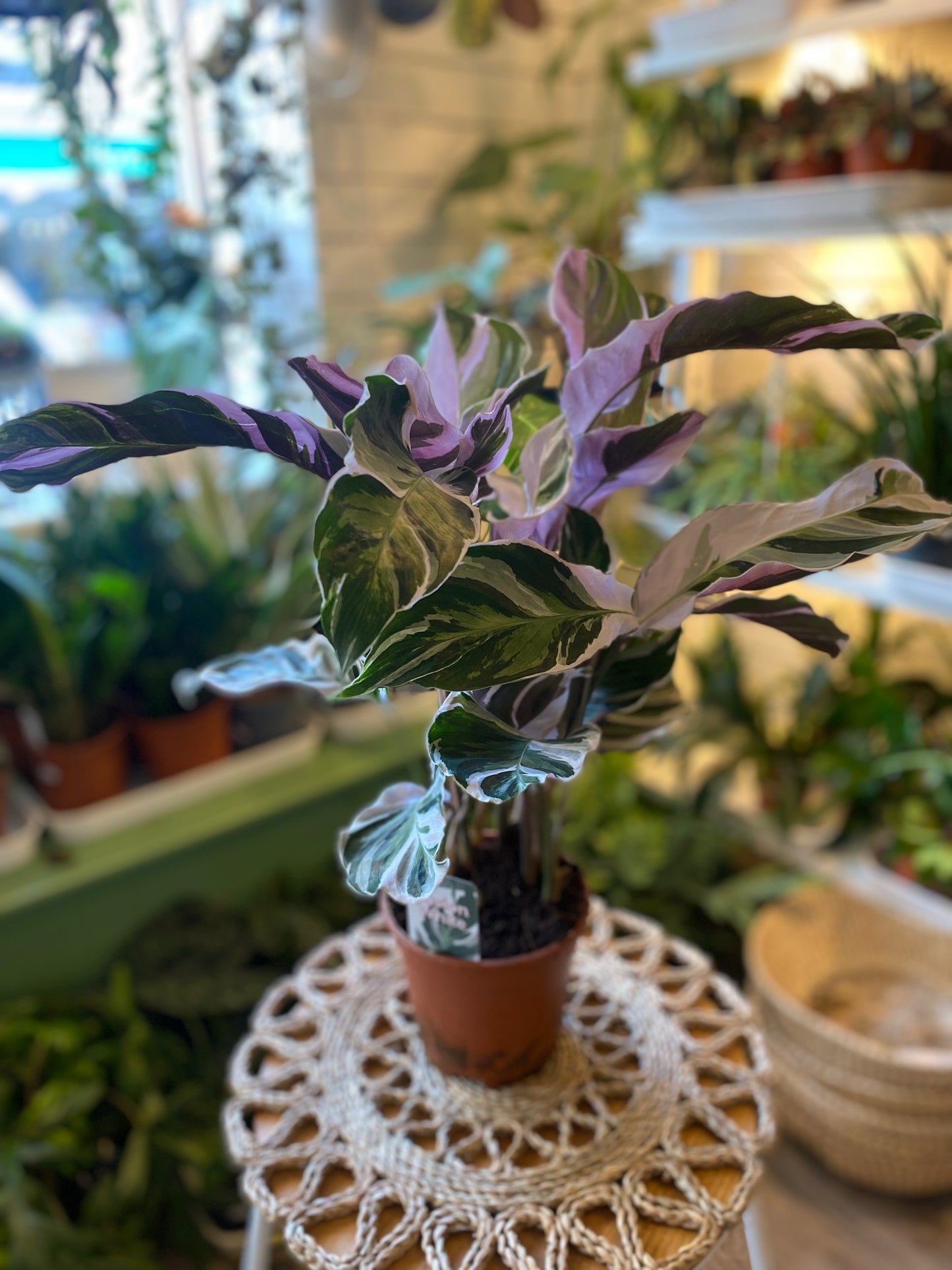 Calathea White Fusion