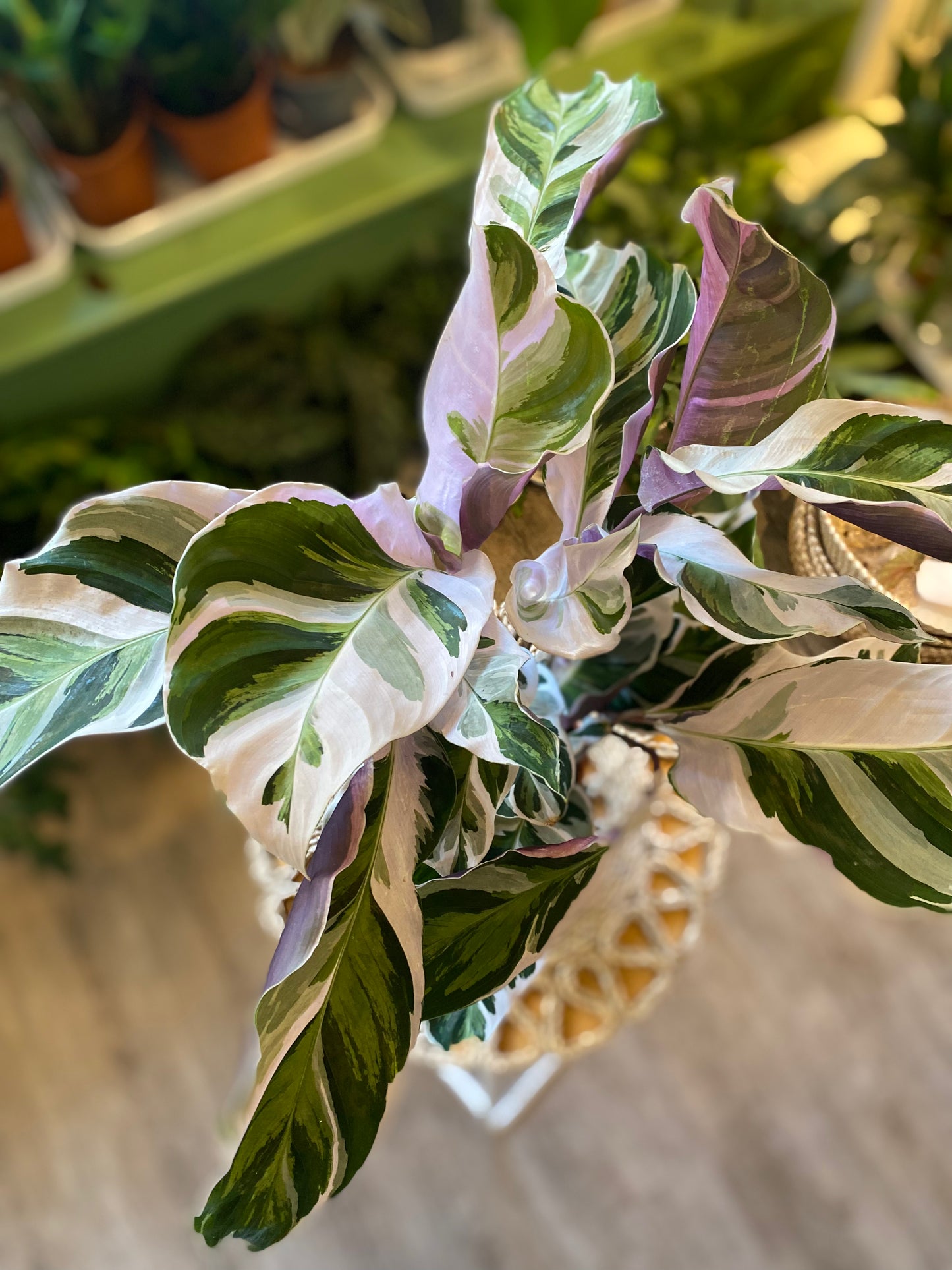 Calathea White Fusion