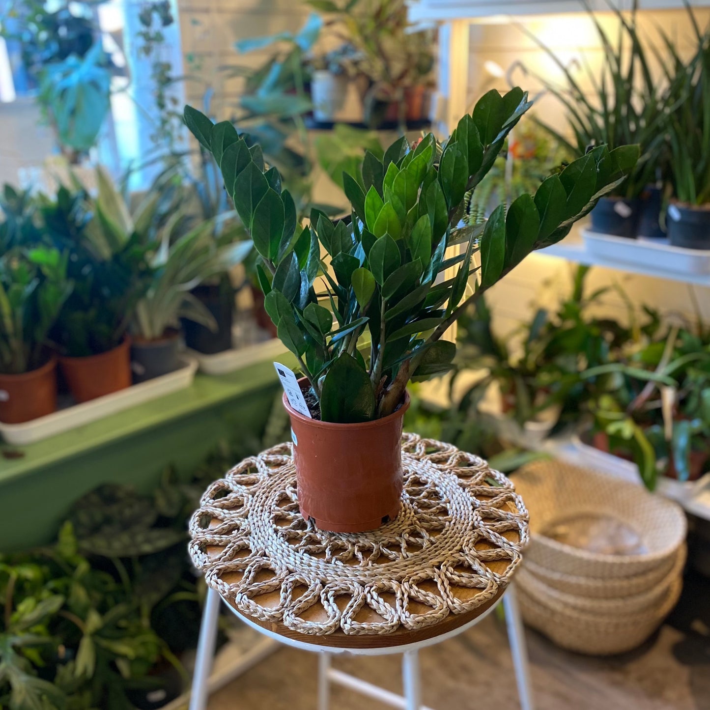 ZZ plant