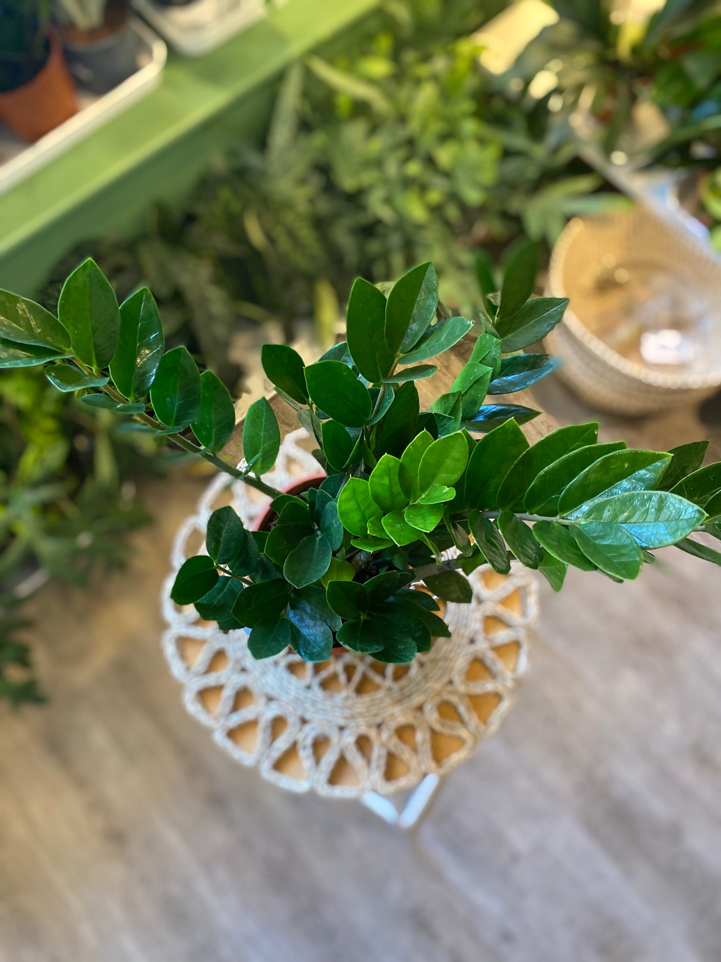 ZZ plant