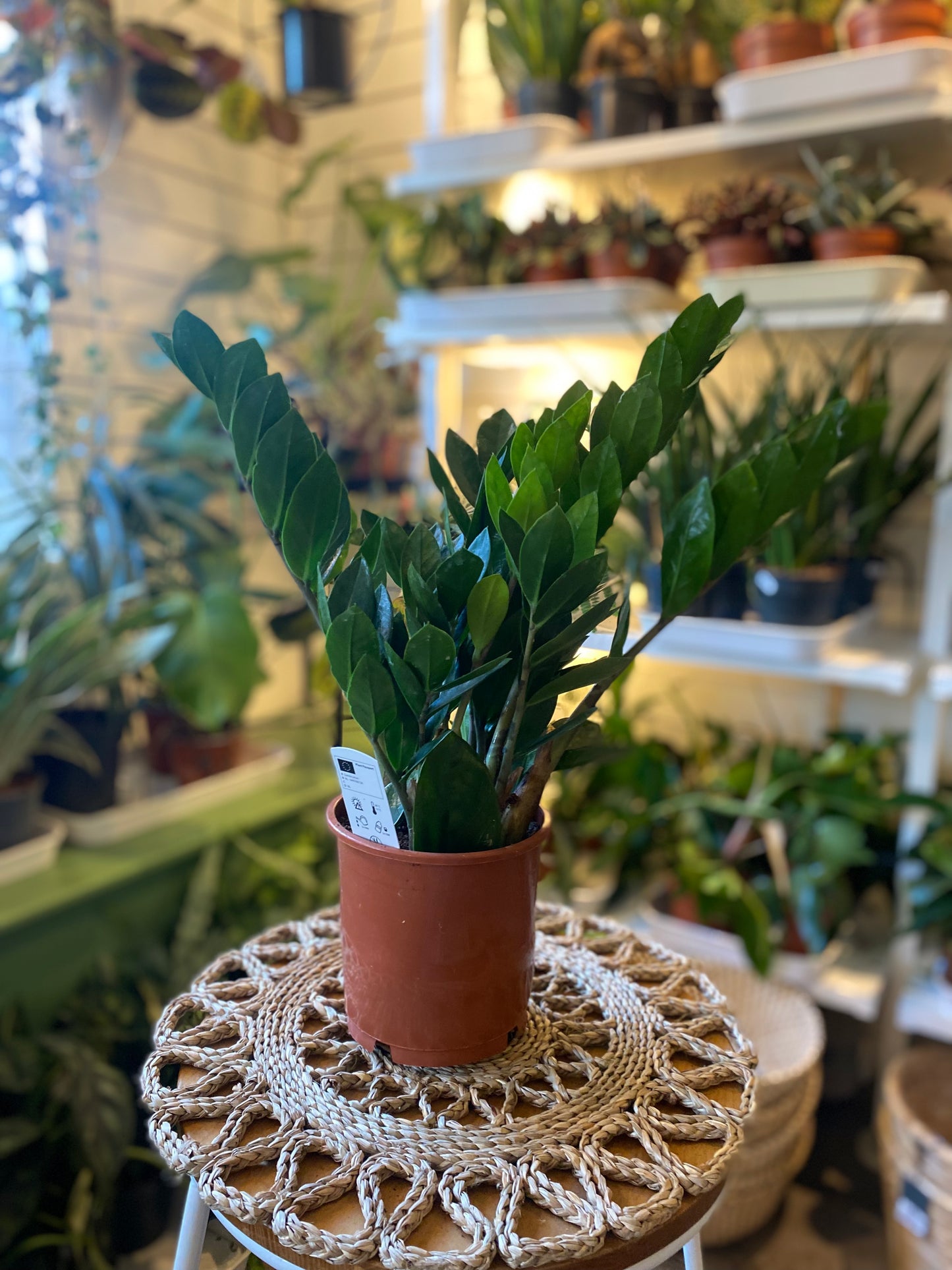 ZZ plant