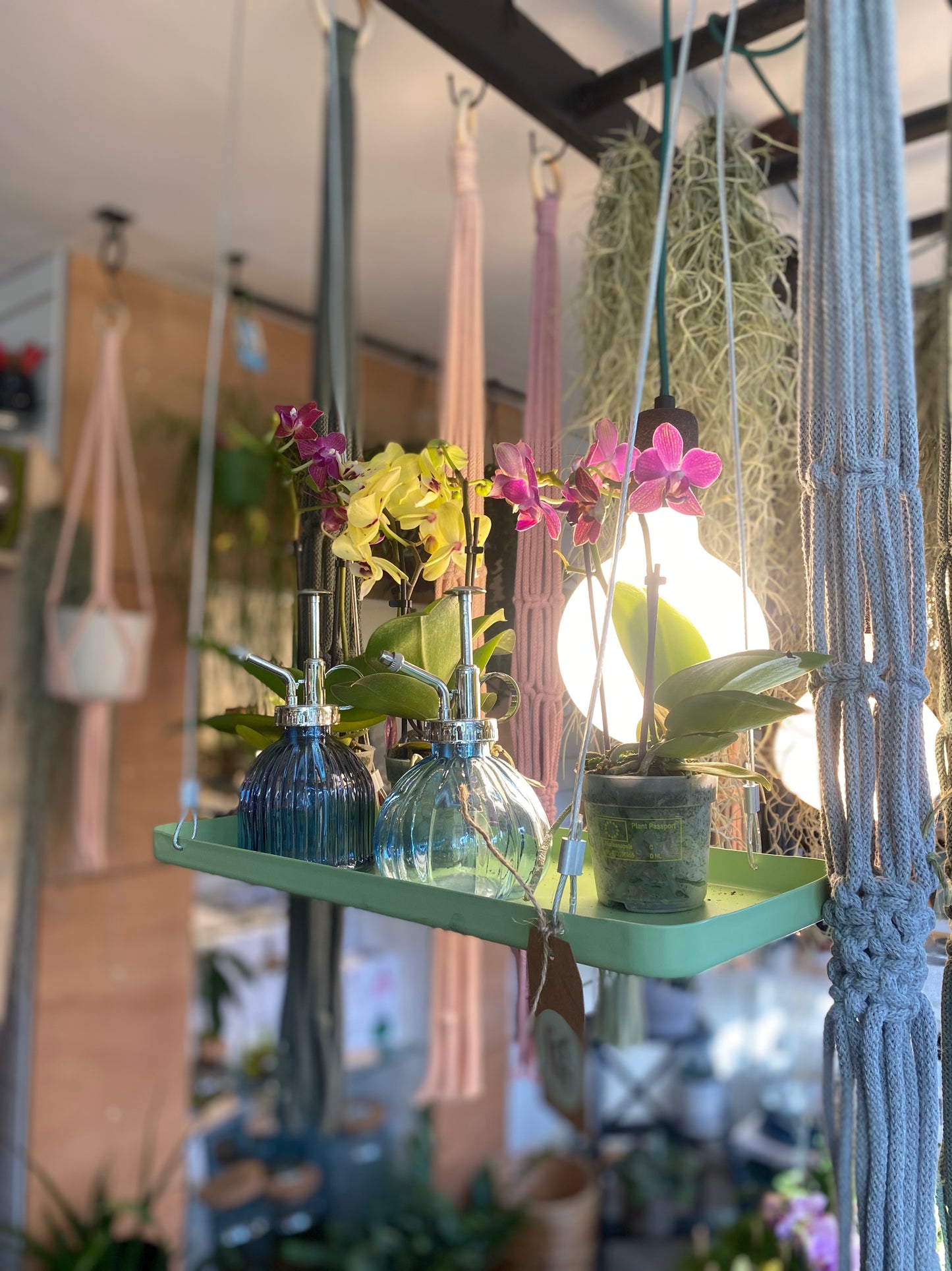 Window Dressing Hanging Plant Stand