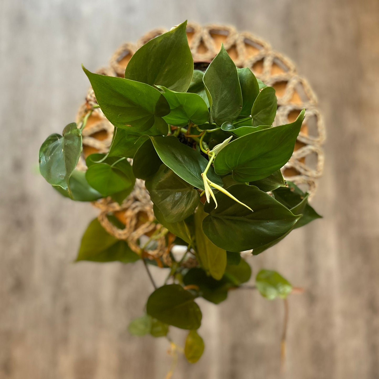 Philodendron Scandens