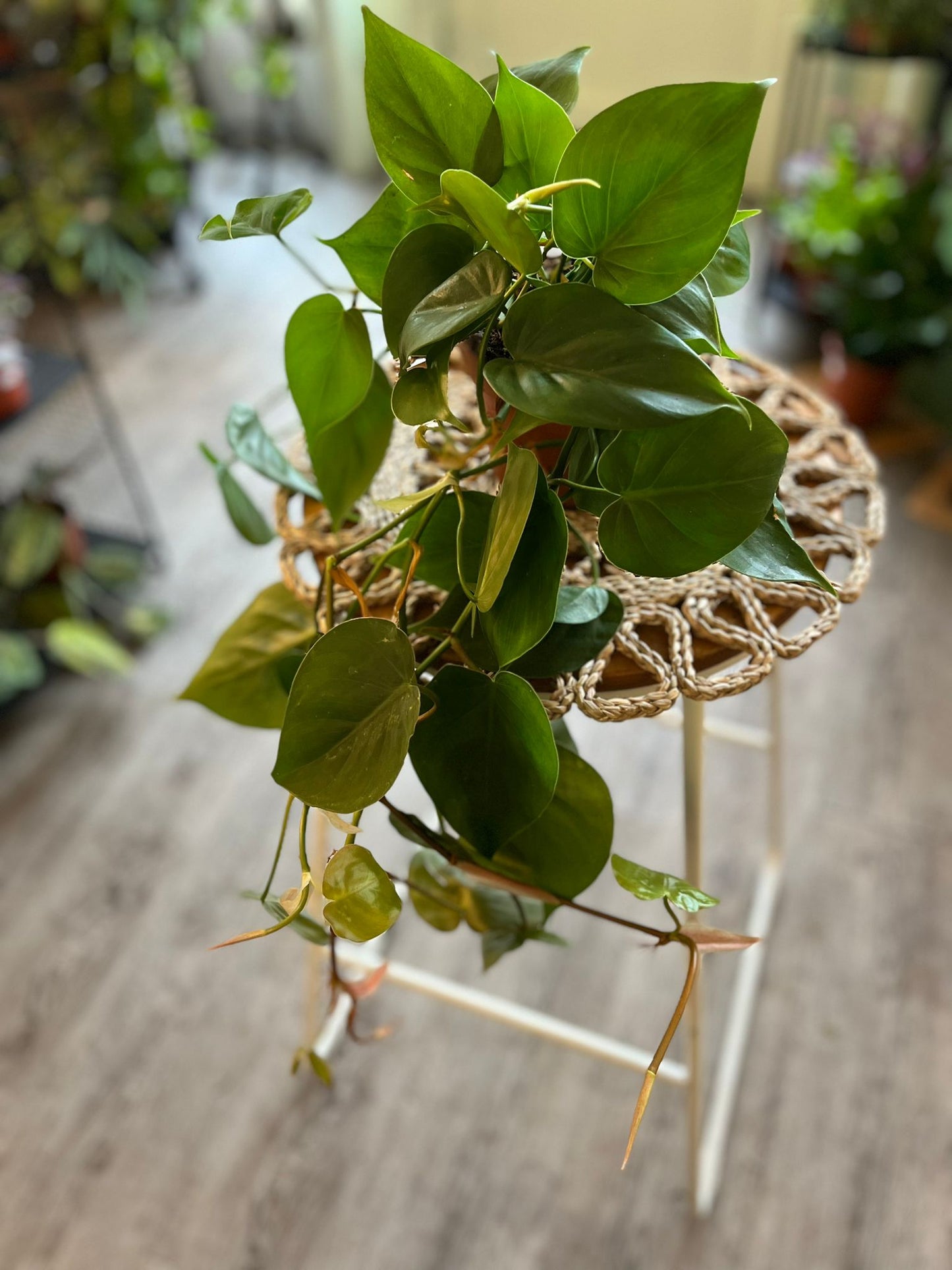 Philodendron Scandens