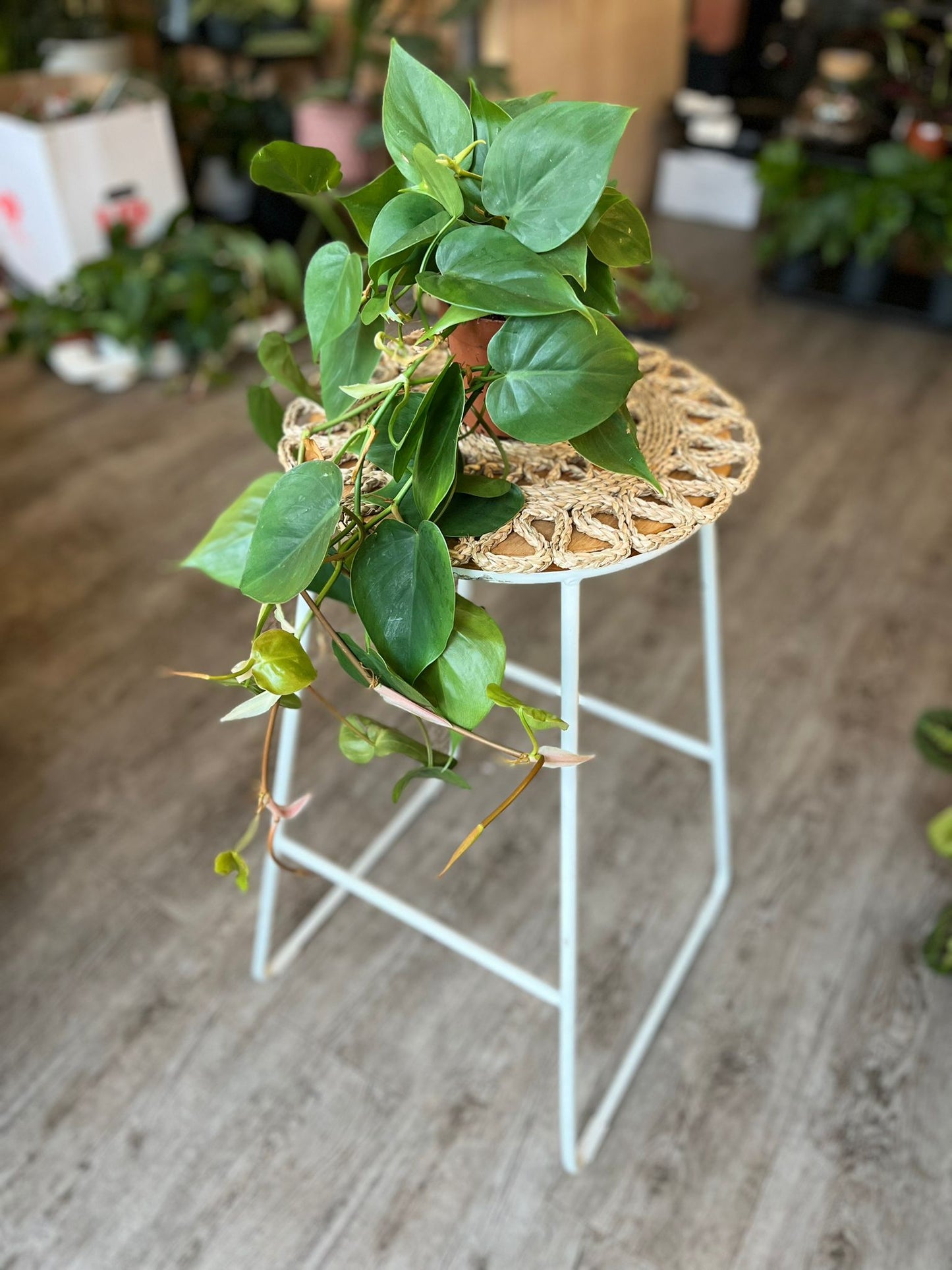 Philodendron Scandens