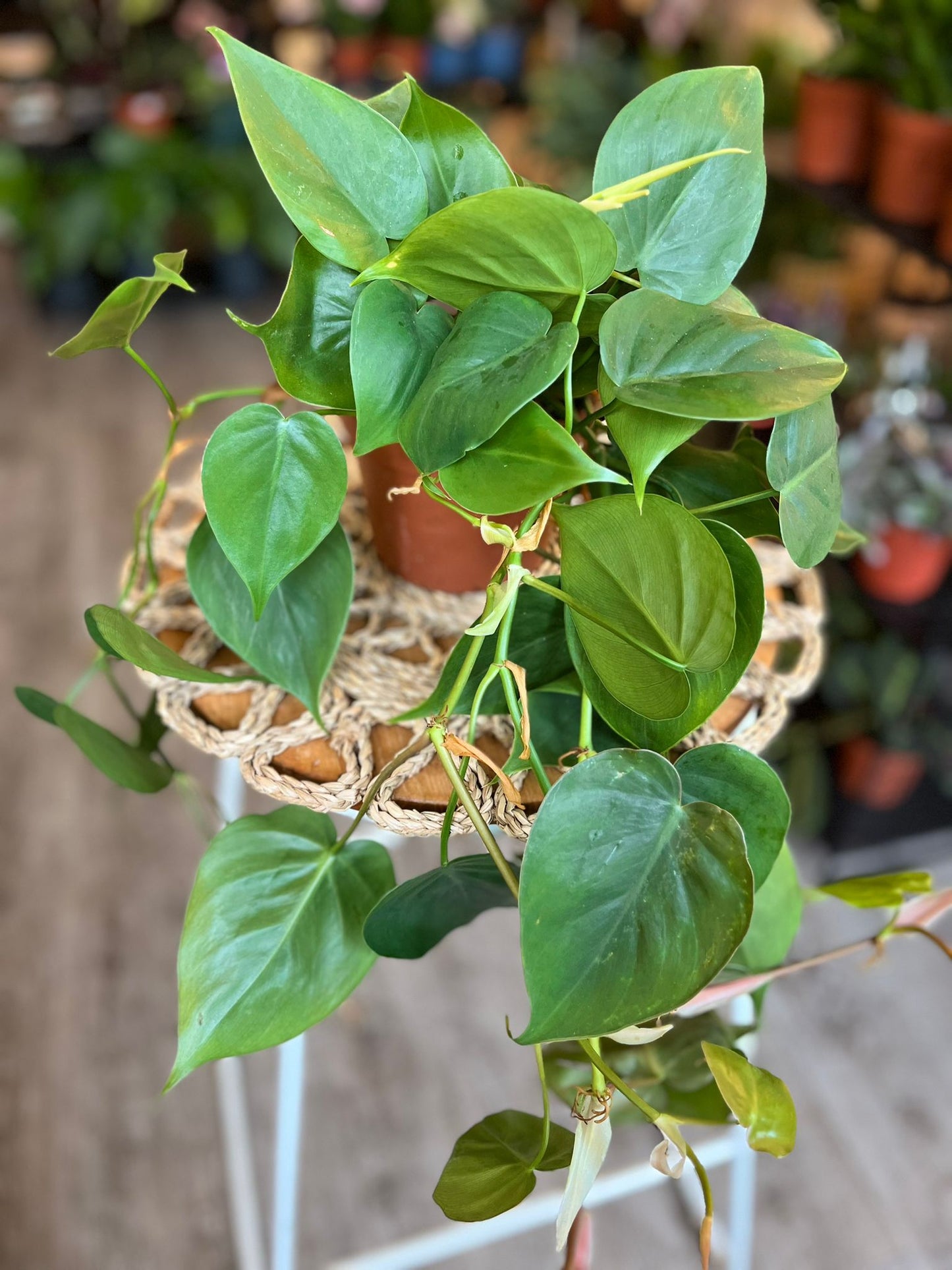 Philodendron Scandens