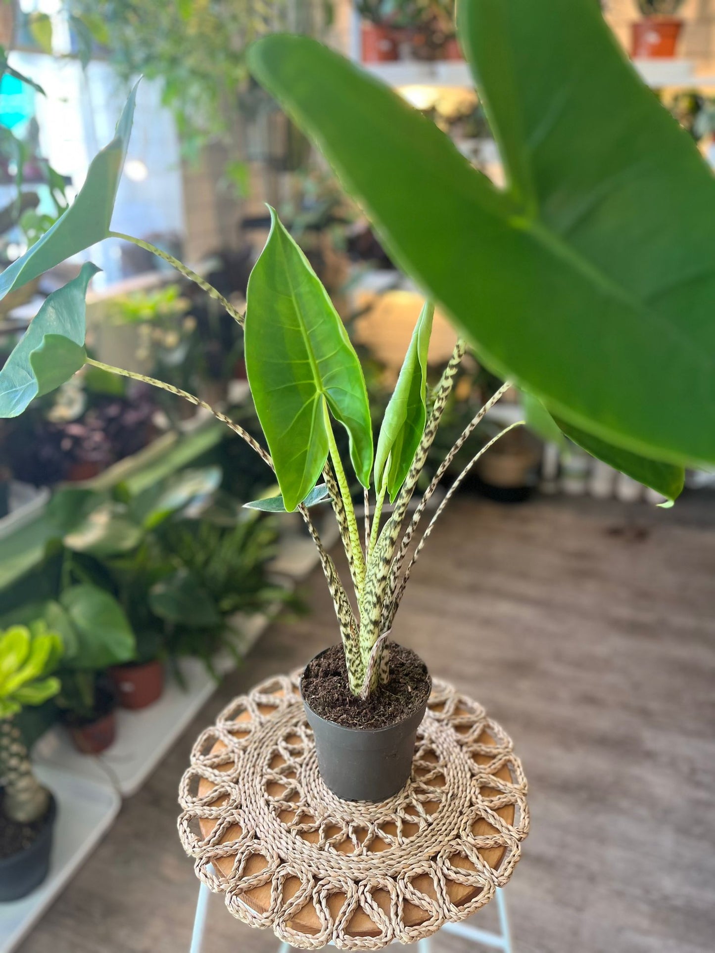 Alocasia Zebrina