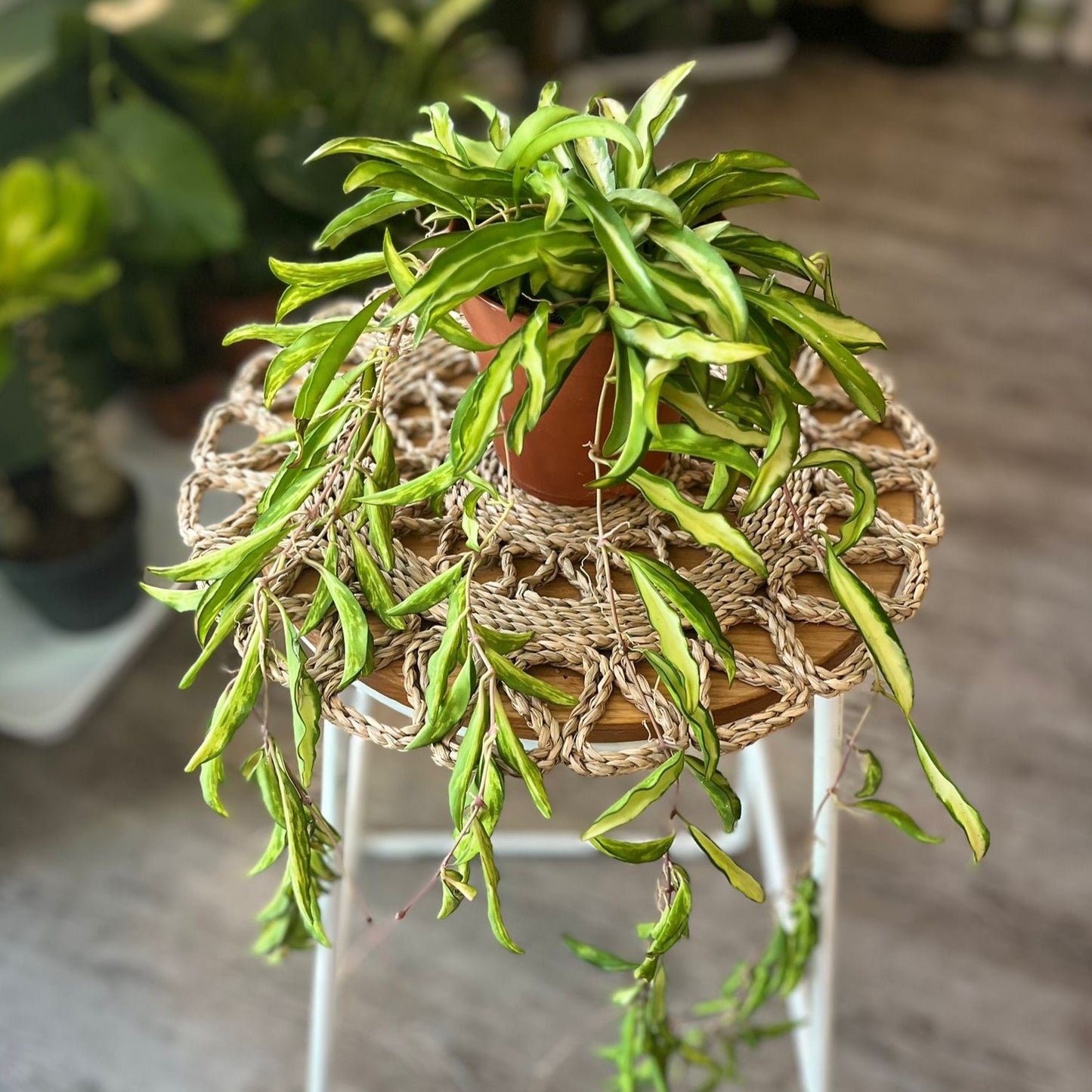 Hoya