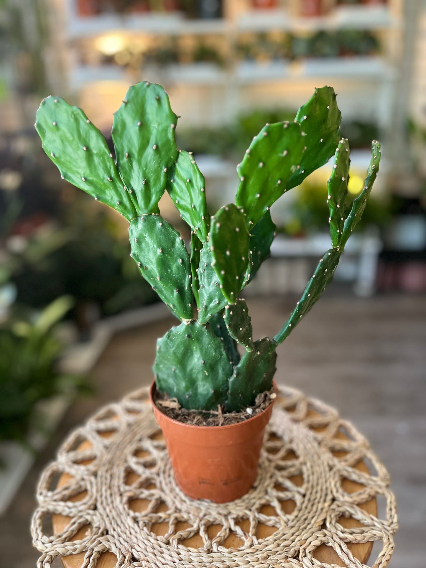 Prickly Pear Cacti