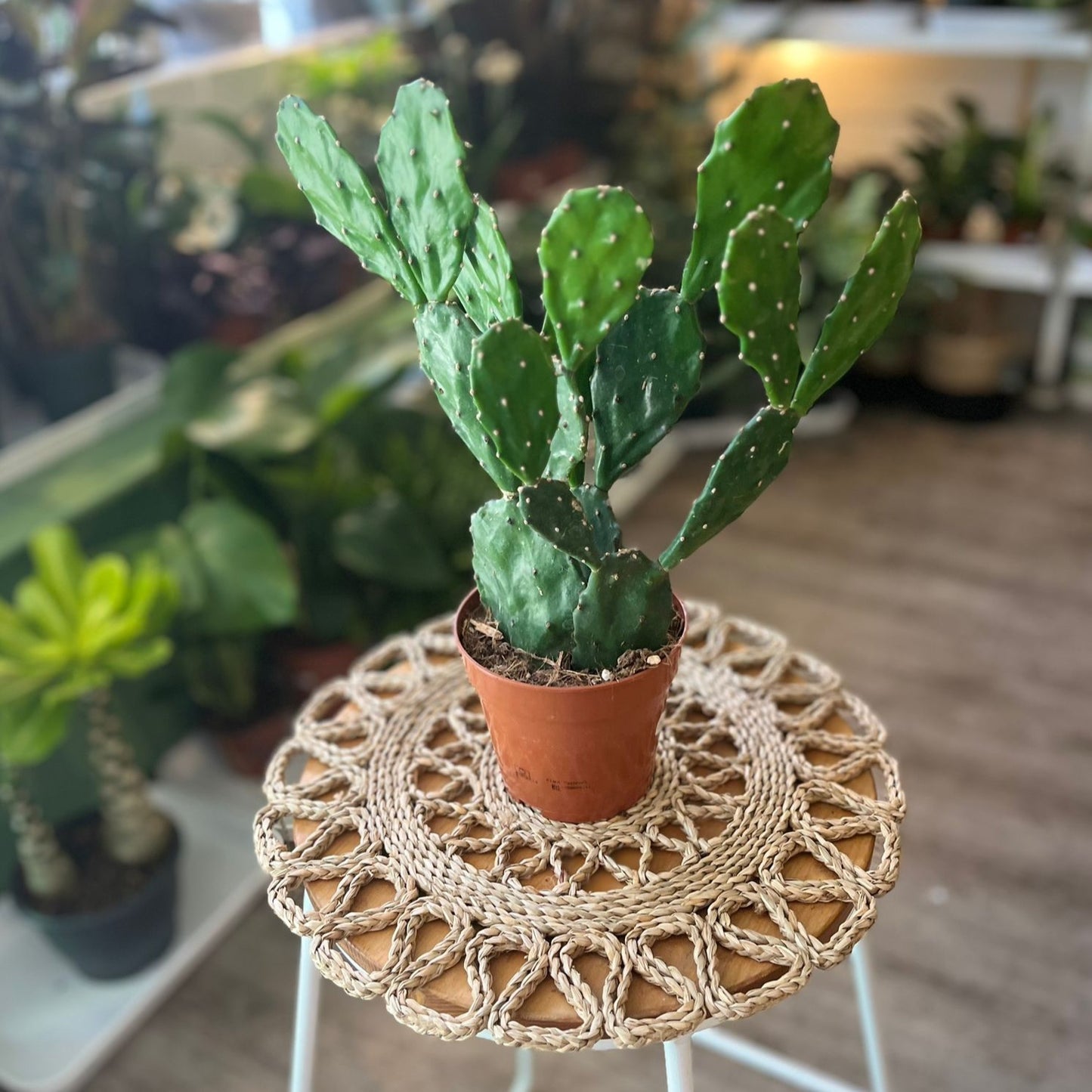 Prickly Pear Cacti