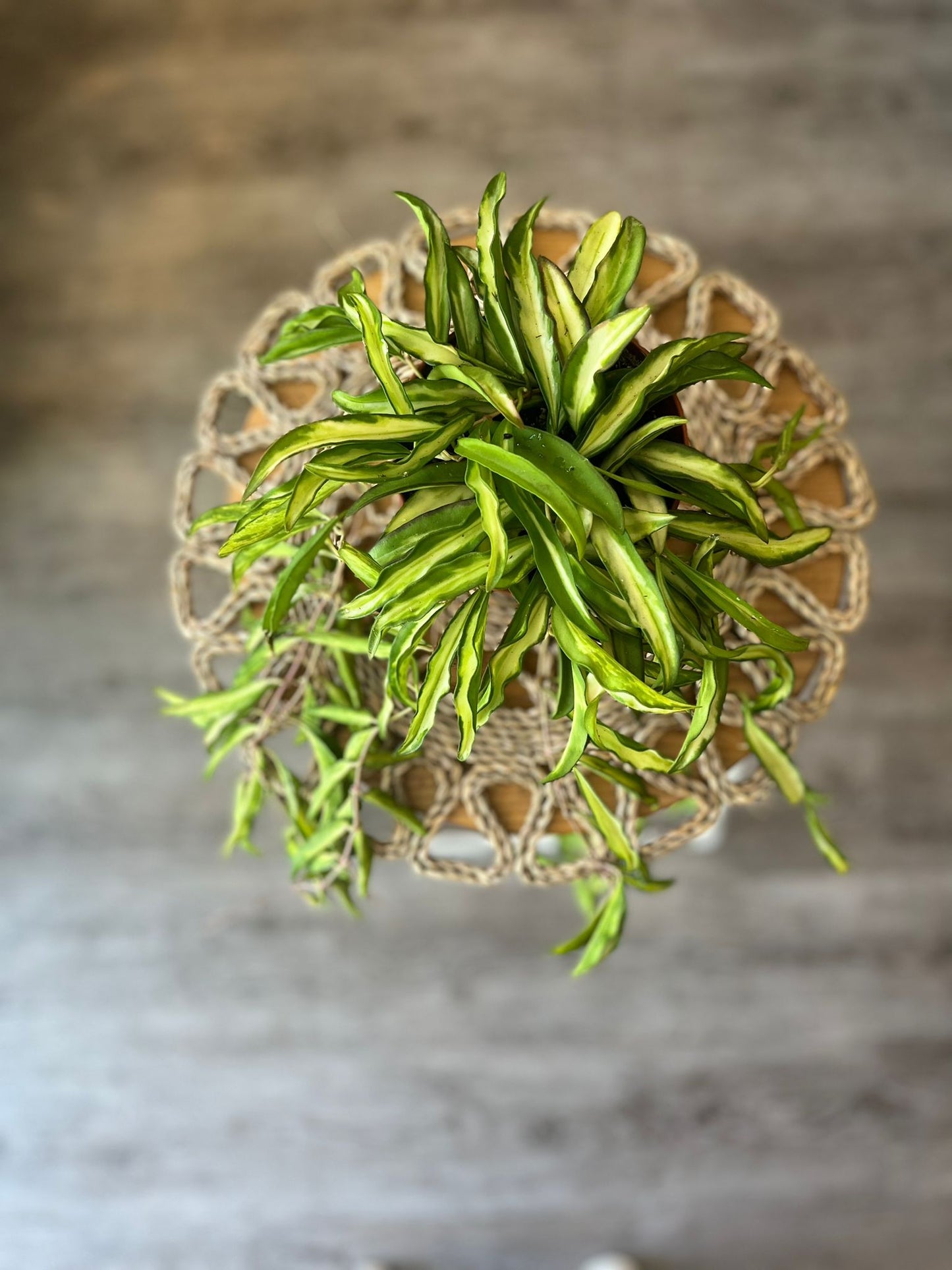 Hoya