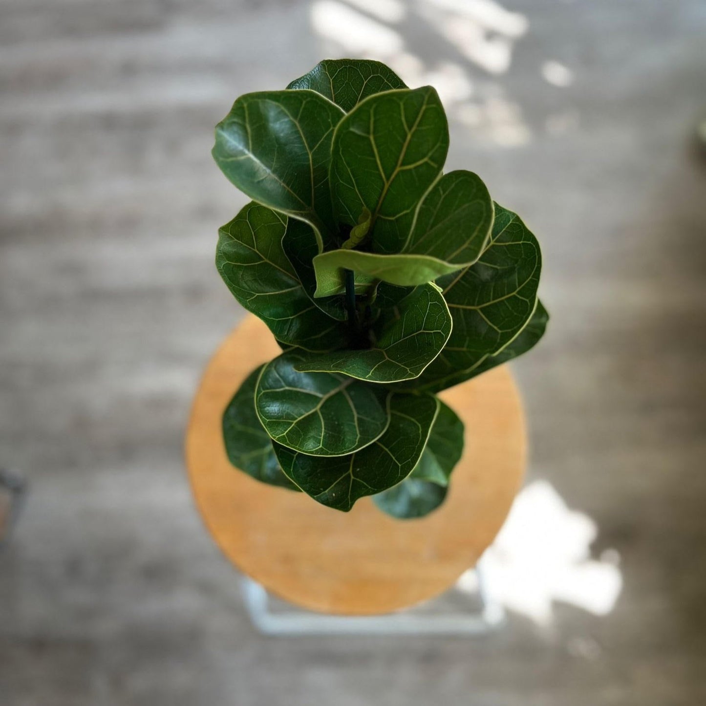Ficus Lyrata Bambino
