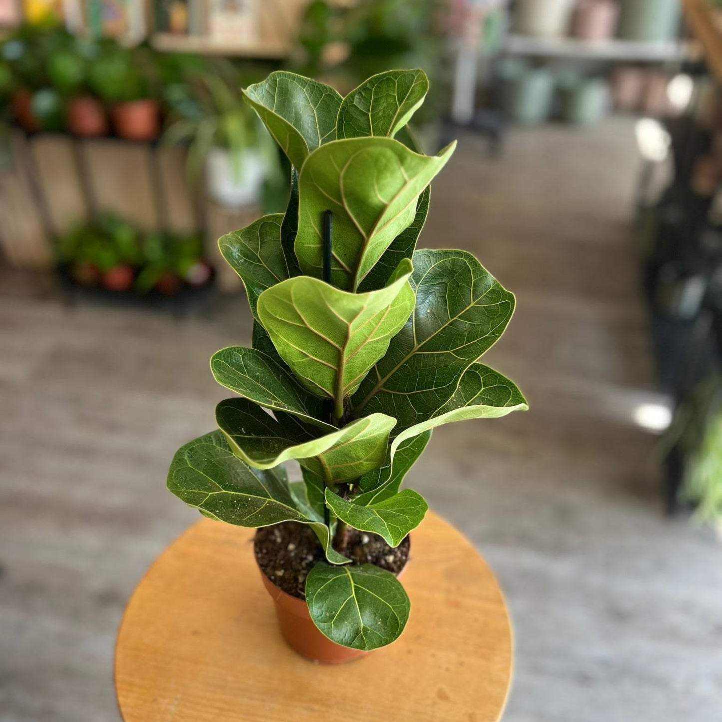 Ficus Lyrata Bambino