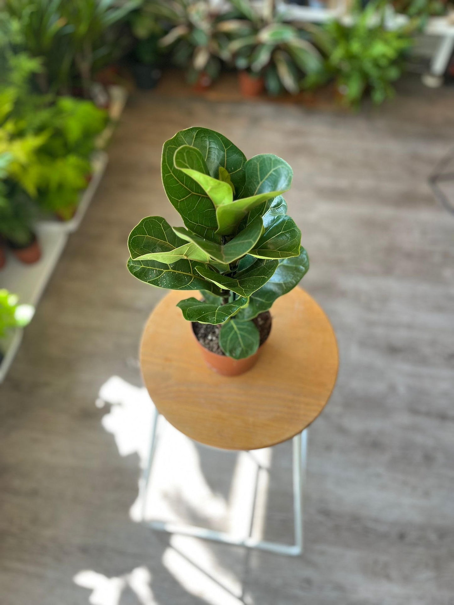 Ficus Lyrata Bambino