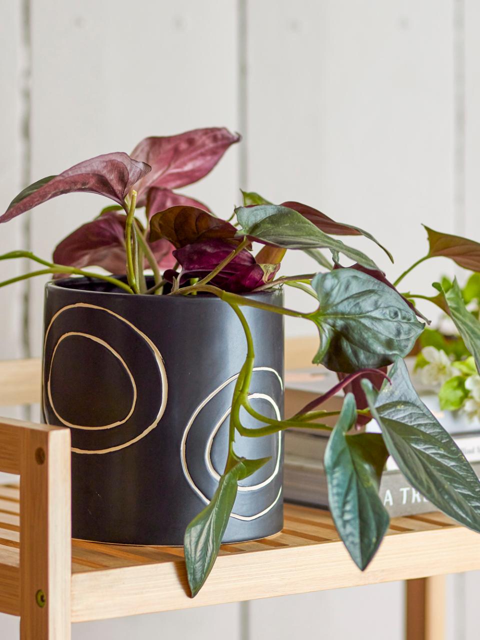 Black Plant Pot with Circles