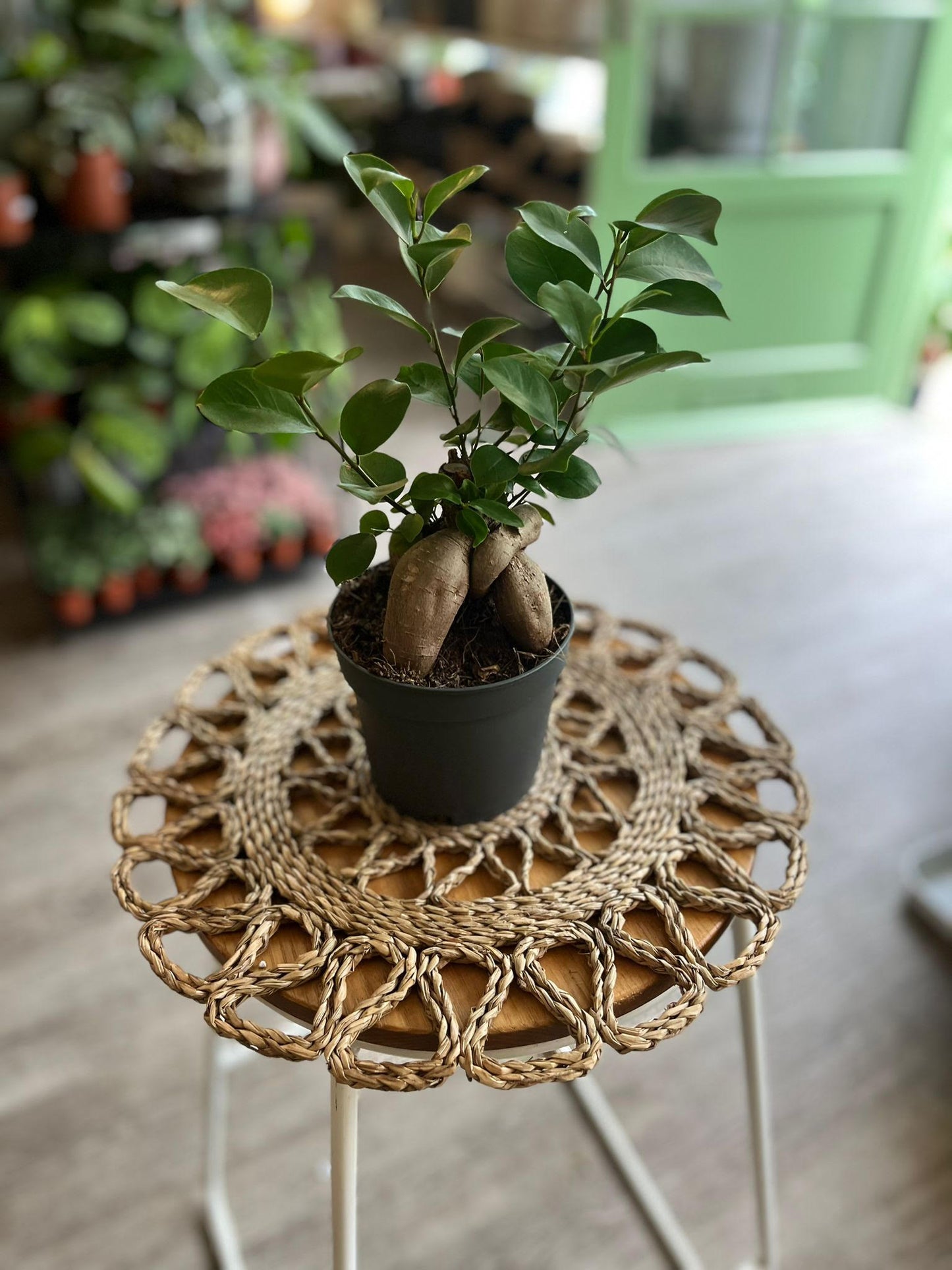 Ficus Ginseng