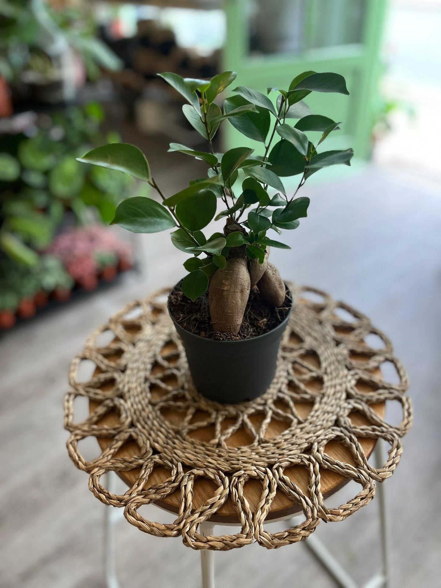 Ficus Ginseng