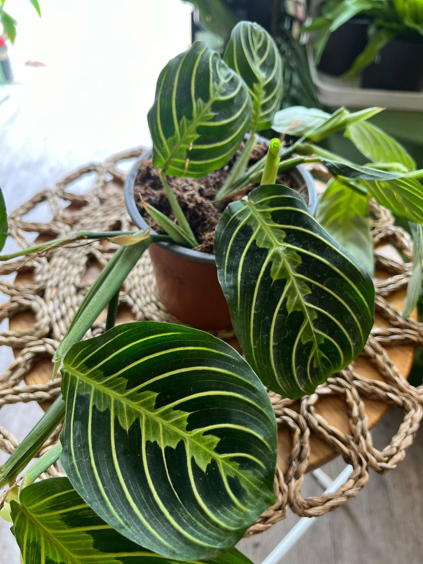 Maranta Lemon and Lime