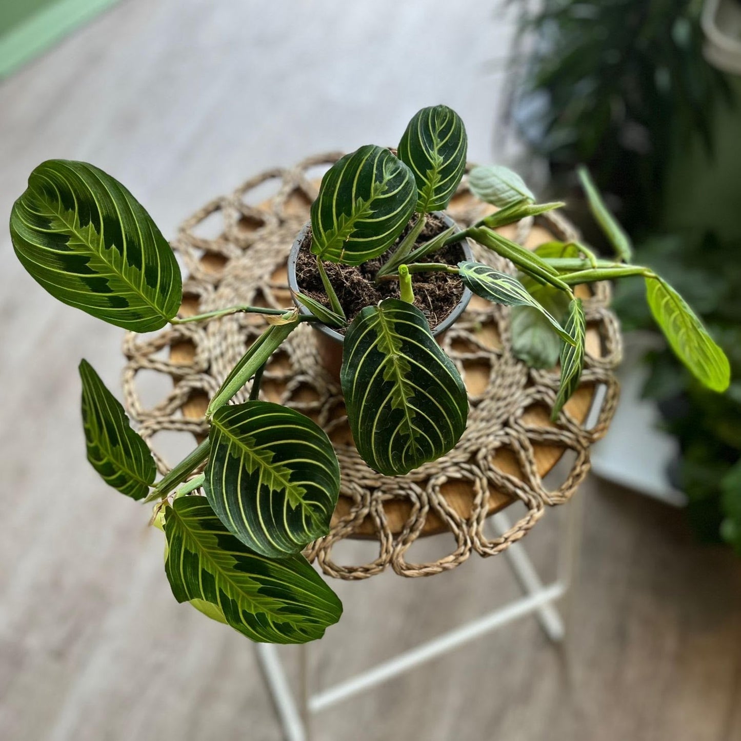 Maranta Lemon and Lime
