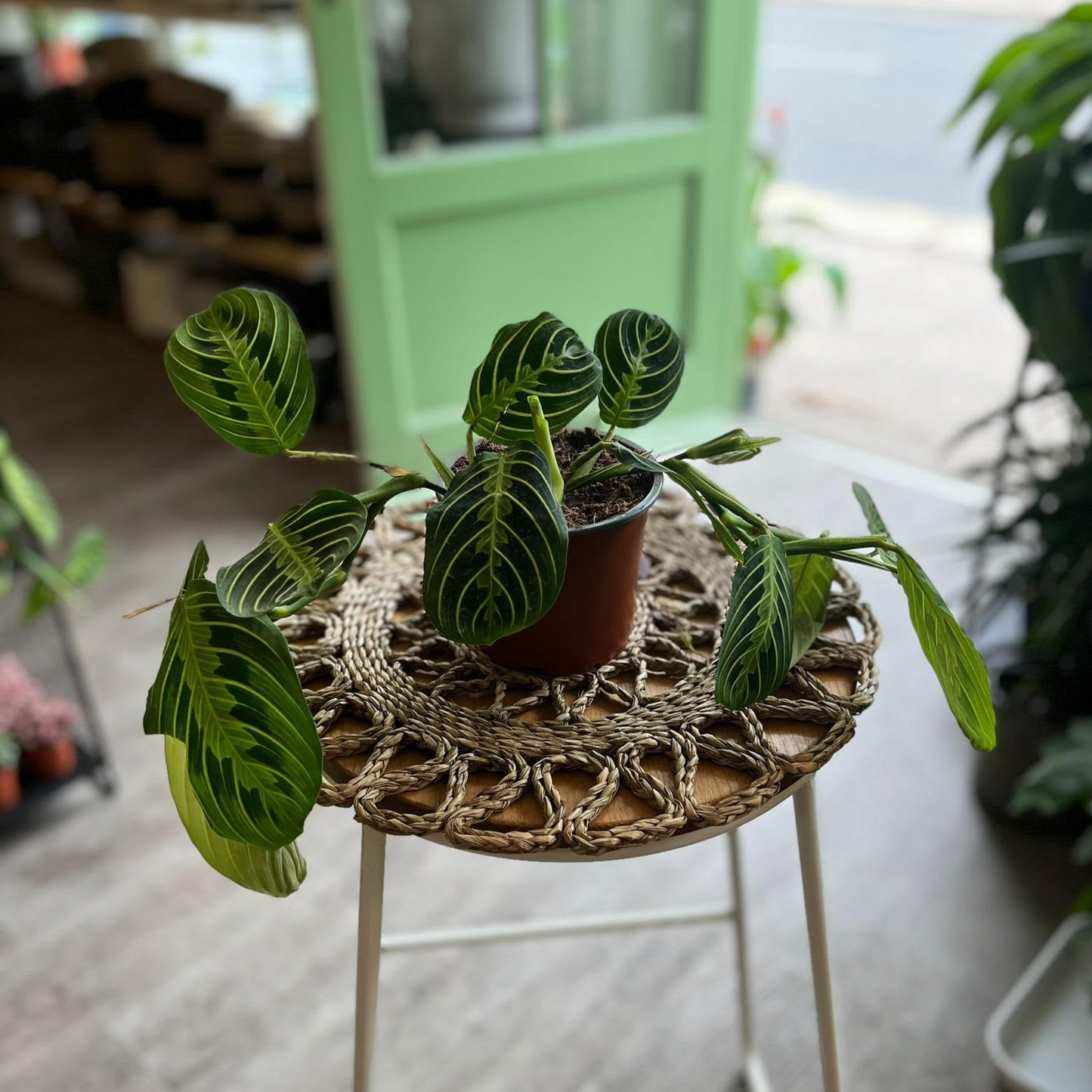 Maranta Lemon and Lime
