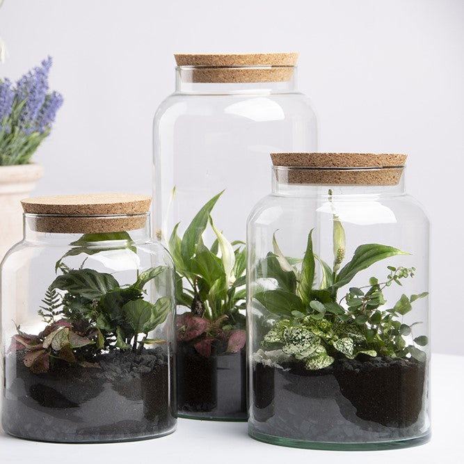 Terrarium Workshops 2024