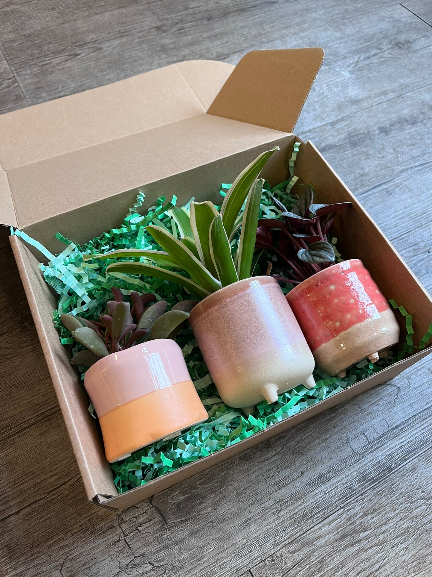 Mini Plant Gift Box