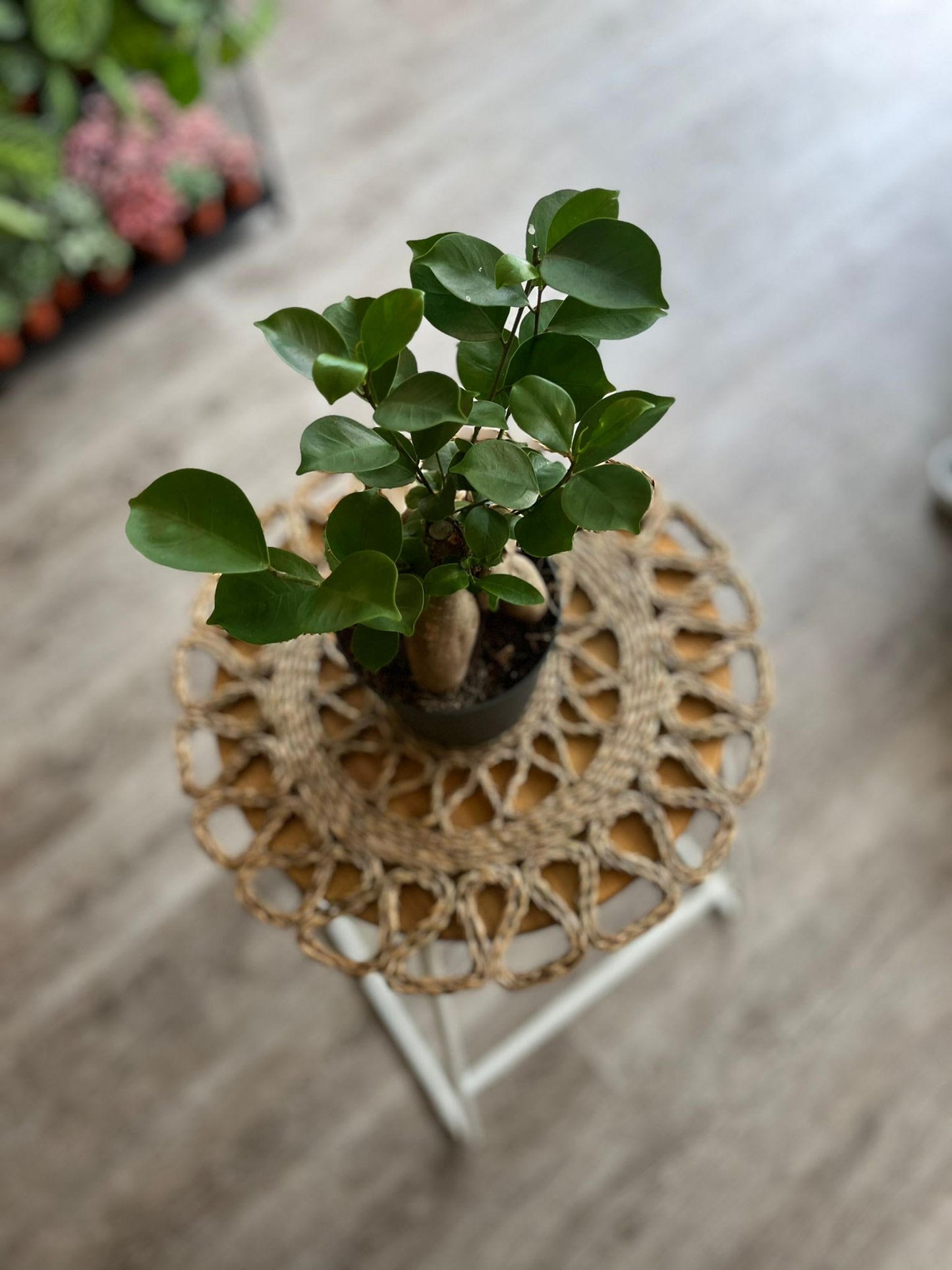 Ficus Ginseng