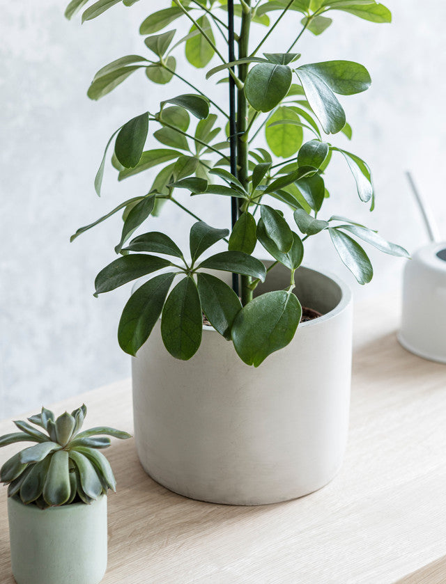 Chalk Cement Pot