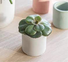 Chalk Cement Pot