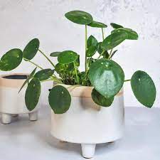 Chalk Pot