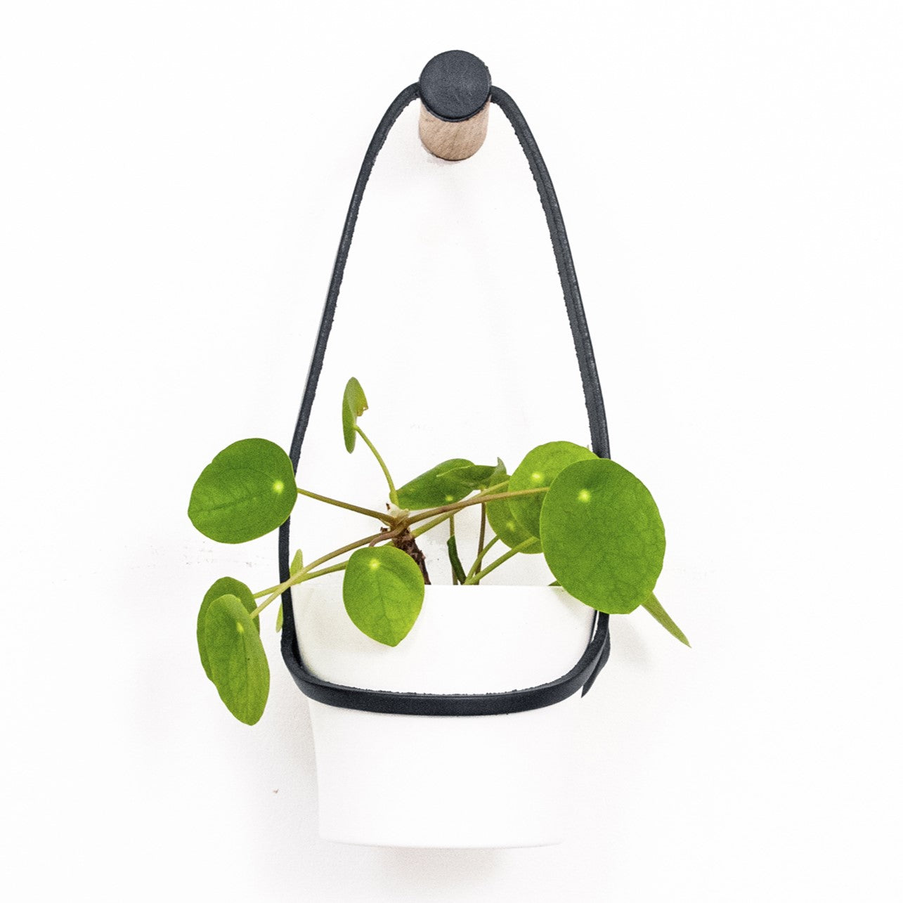 Small Peg Plant Hanger