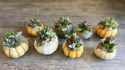 small pumpkin or gourd planted with succulents