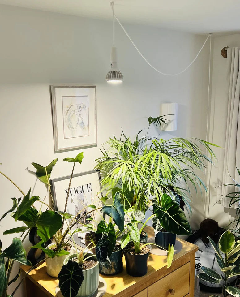 Grow Light Bulb