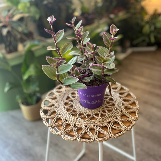 Tradescantia Nanouk