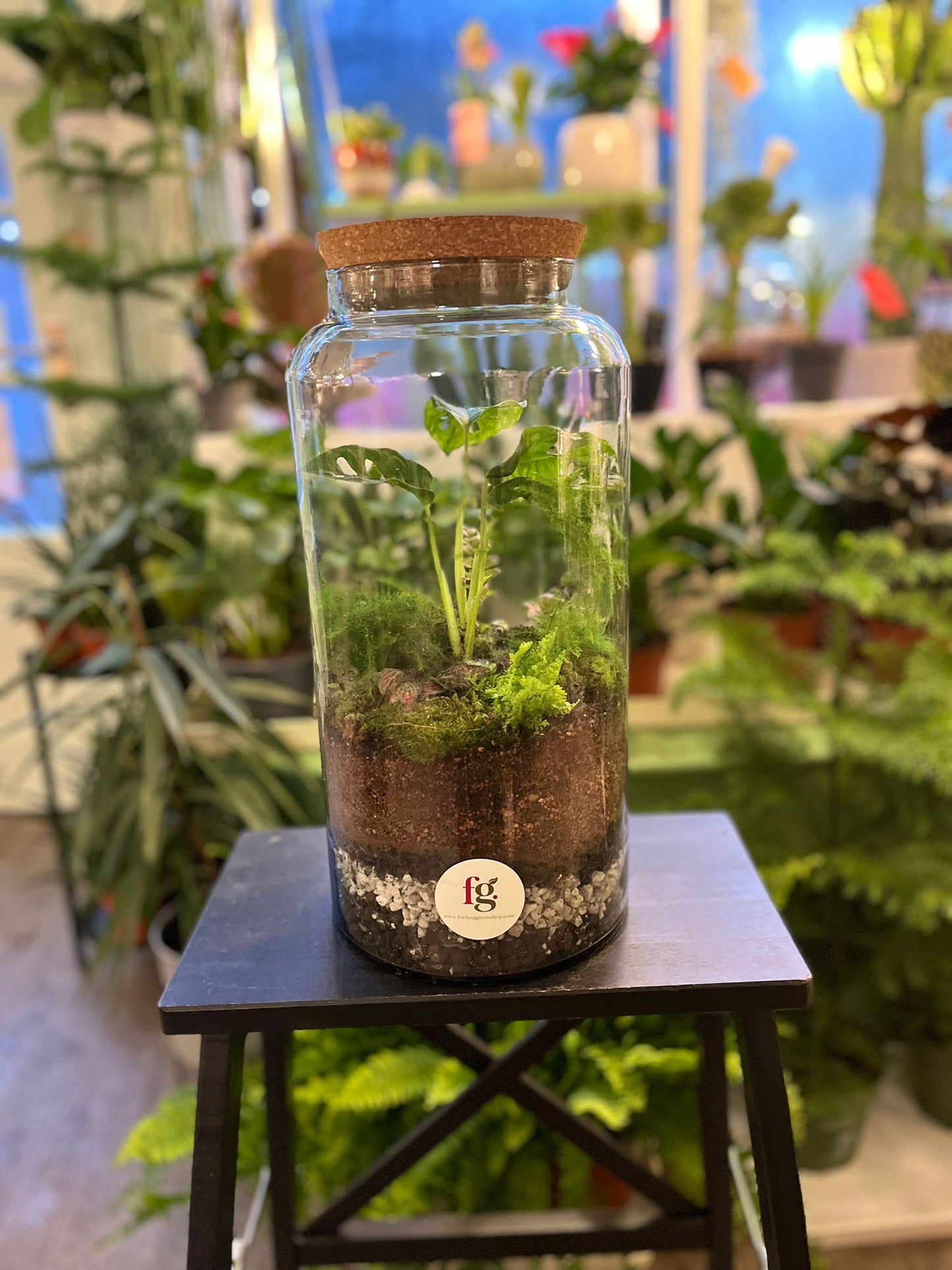 Forest Terrariums
