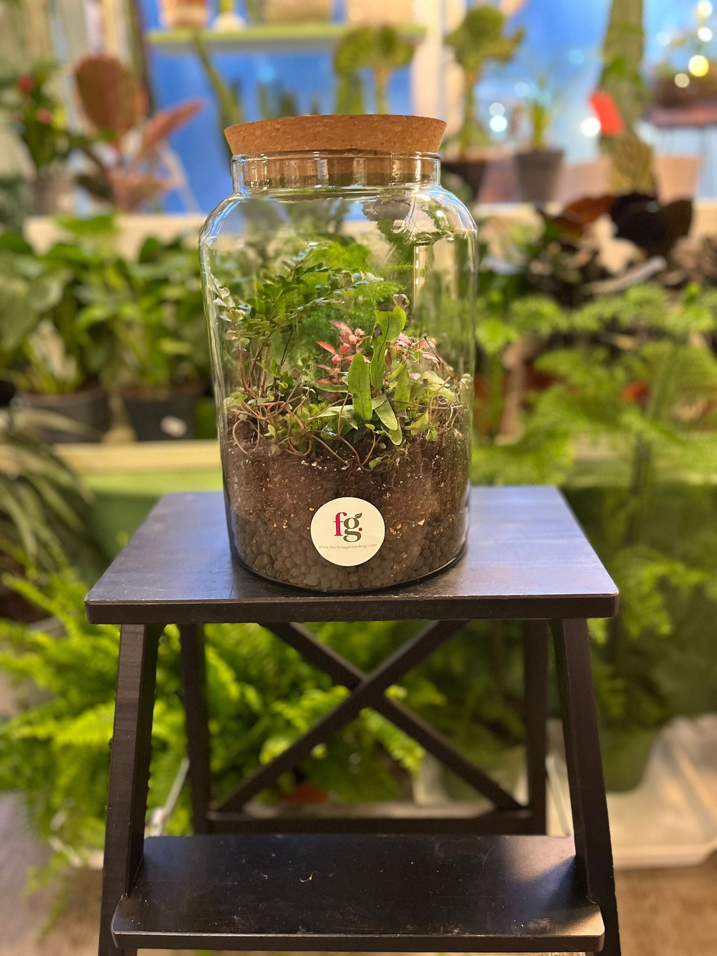 Forest Terrariums