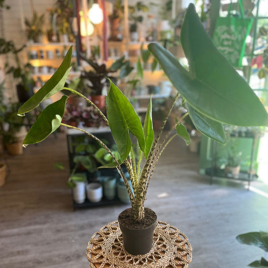 Alocasia Zebrina