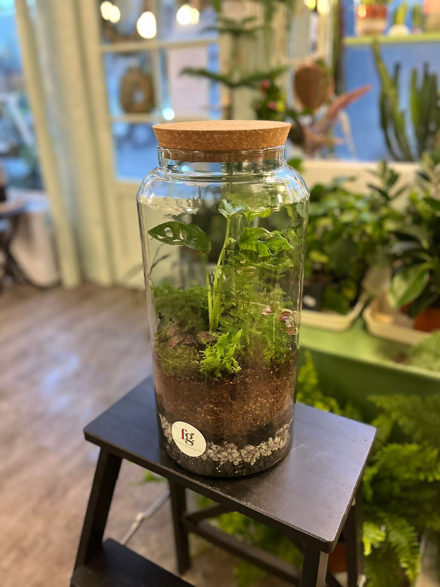 Forest Terrariums