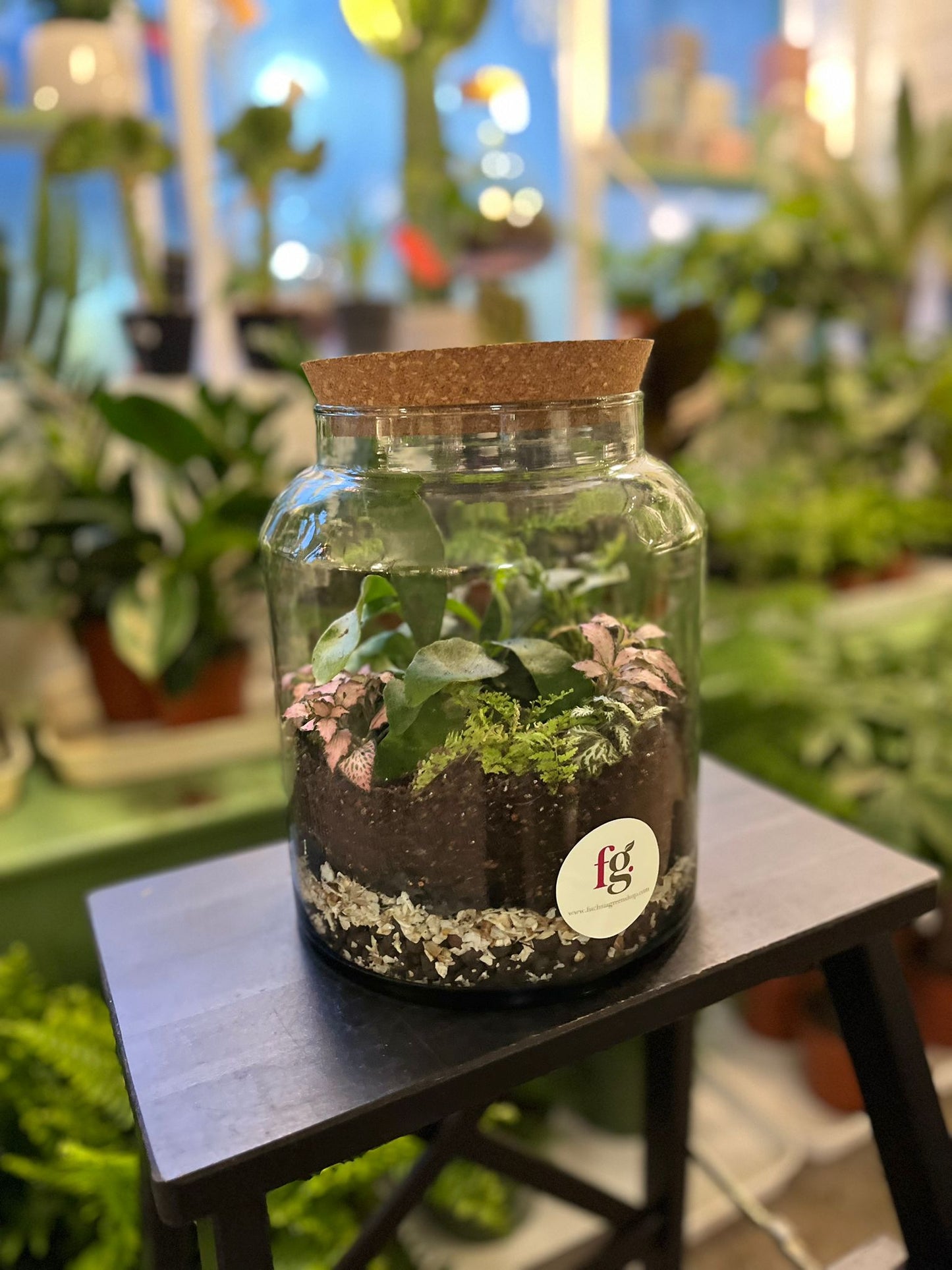 Forest Terrariums