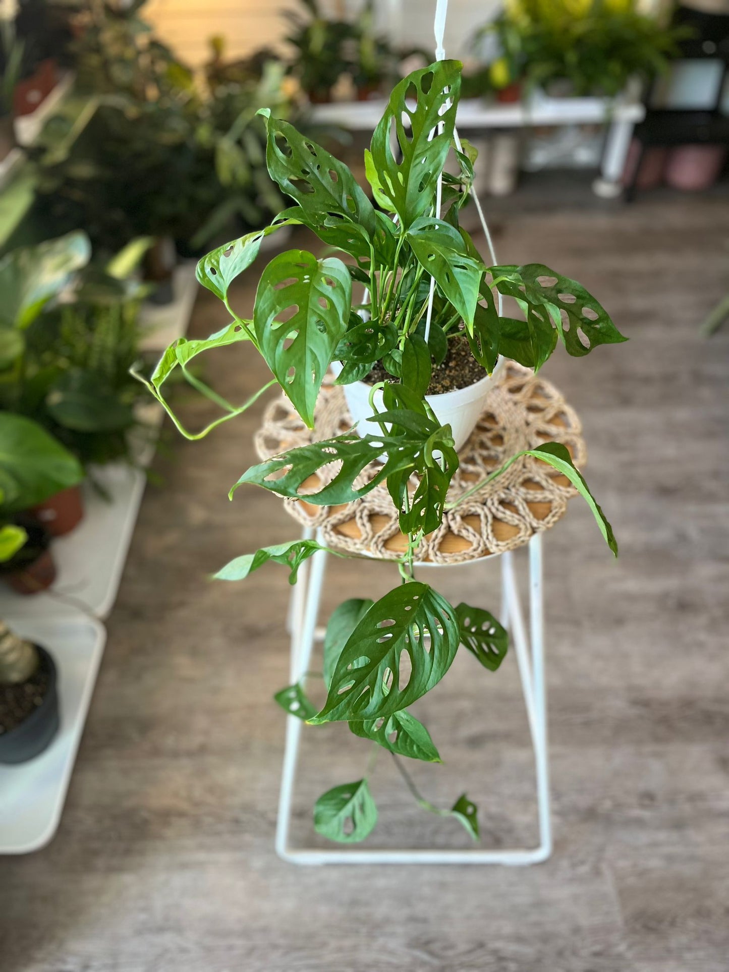 Monstera Adonsonii