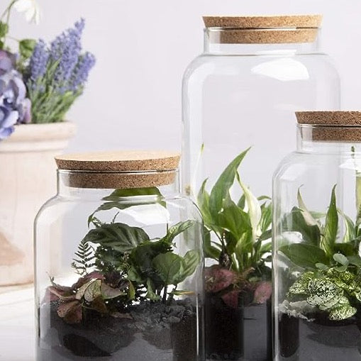 Terrarium Workshop Private Bookings