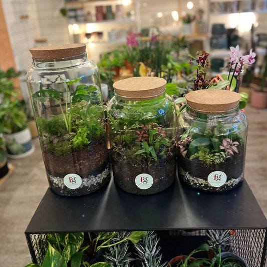Forest Terrariums
