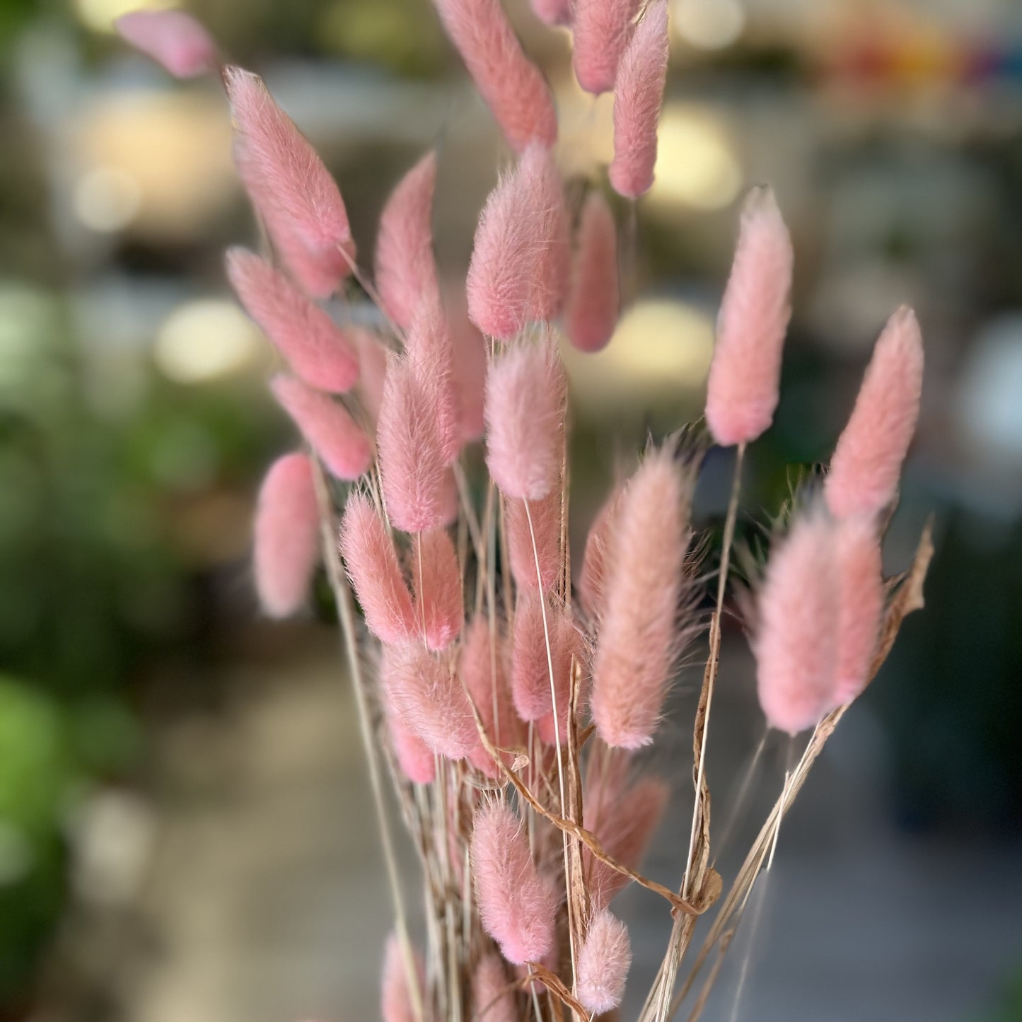 Bunny Tails - Lagurus