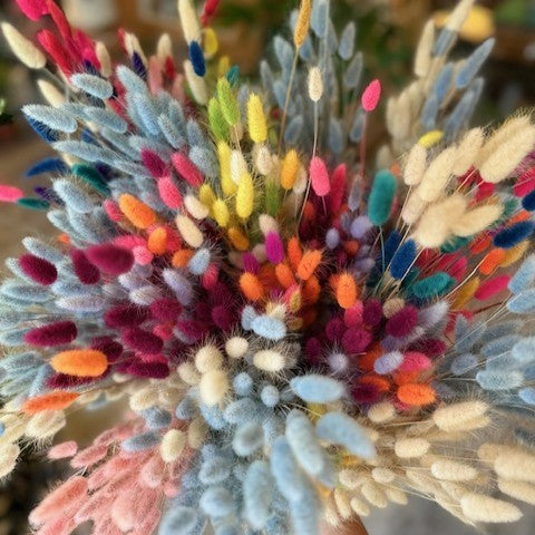 Bunny Tails - Lagurus
