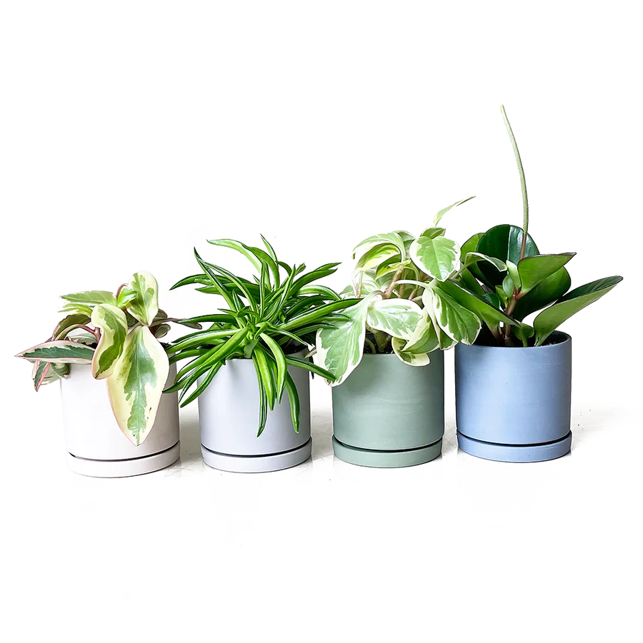Green Pot with Tray