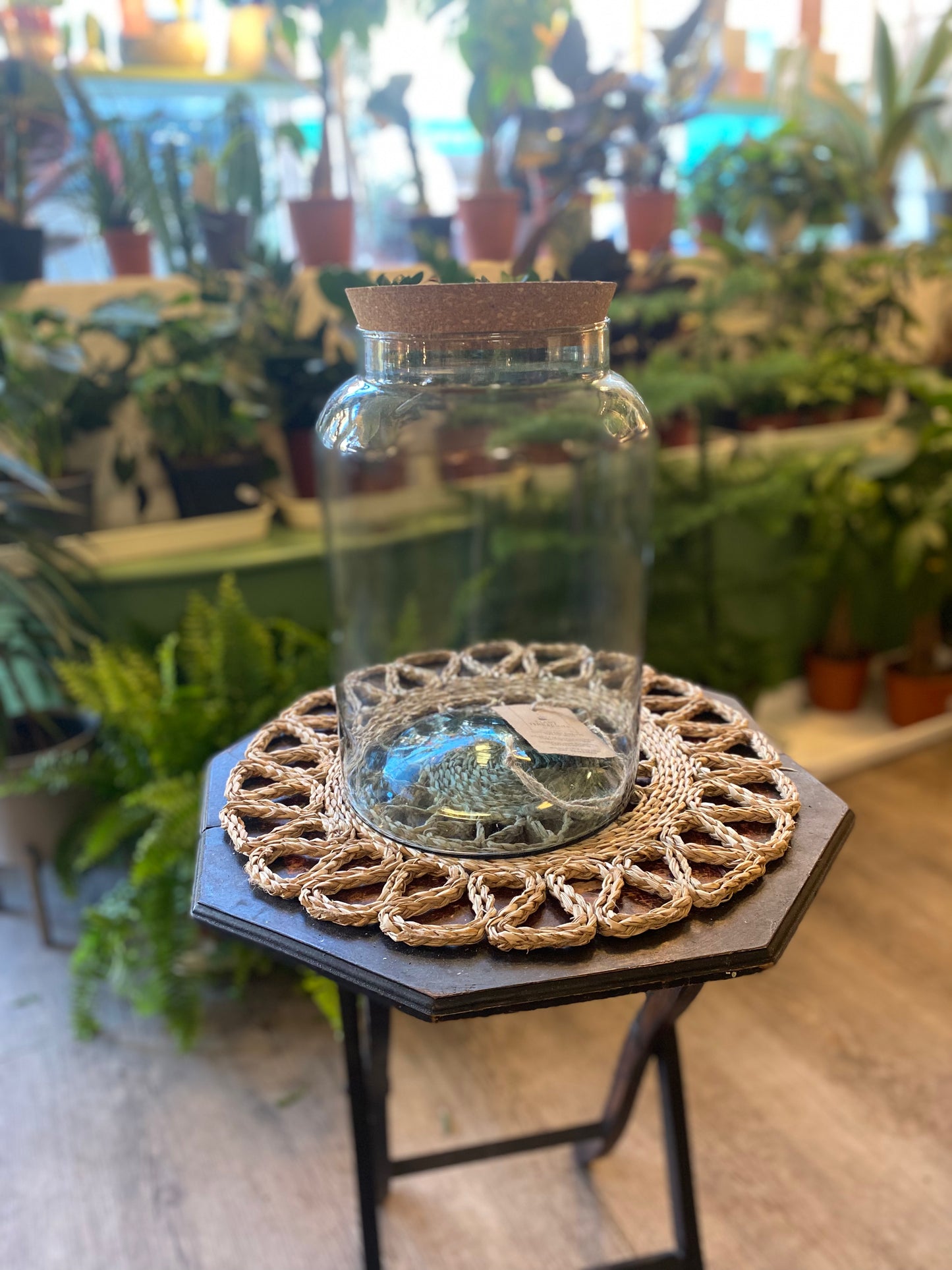DIY Terrarium Kits