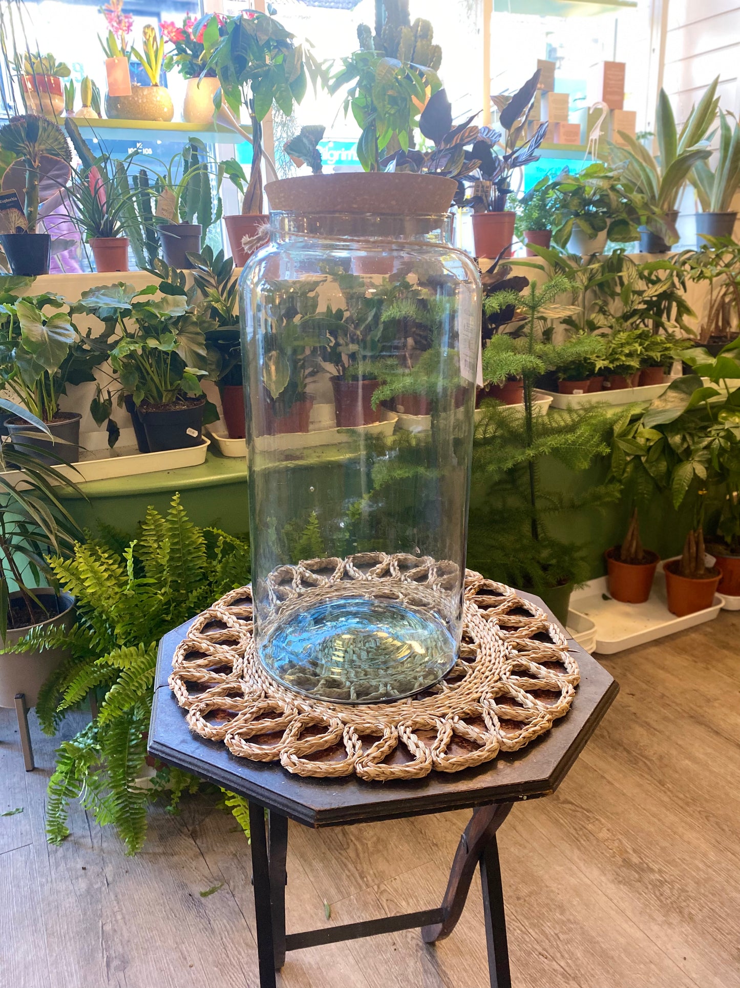 DIY Terrarium Kits