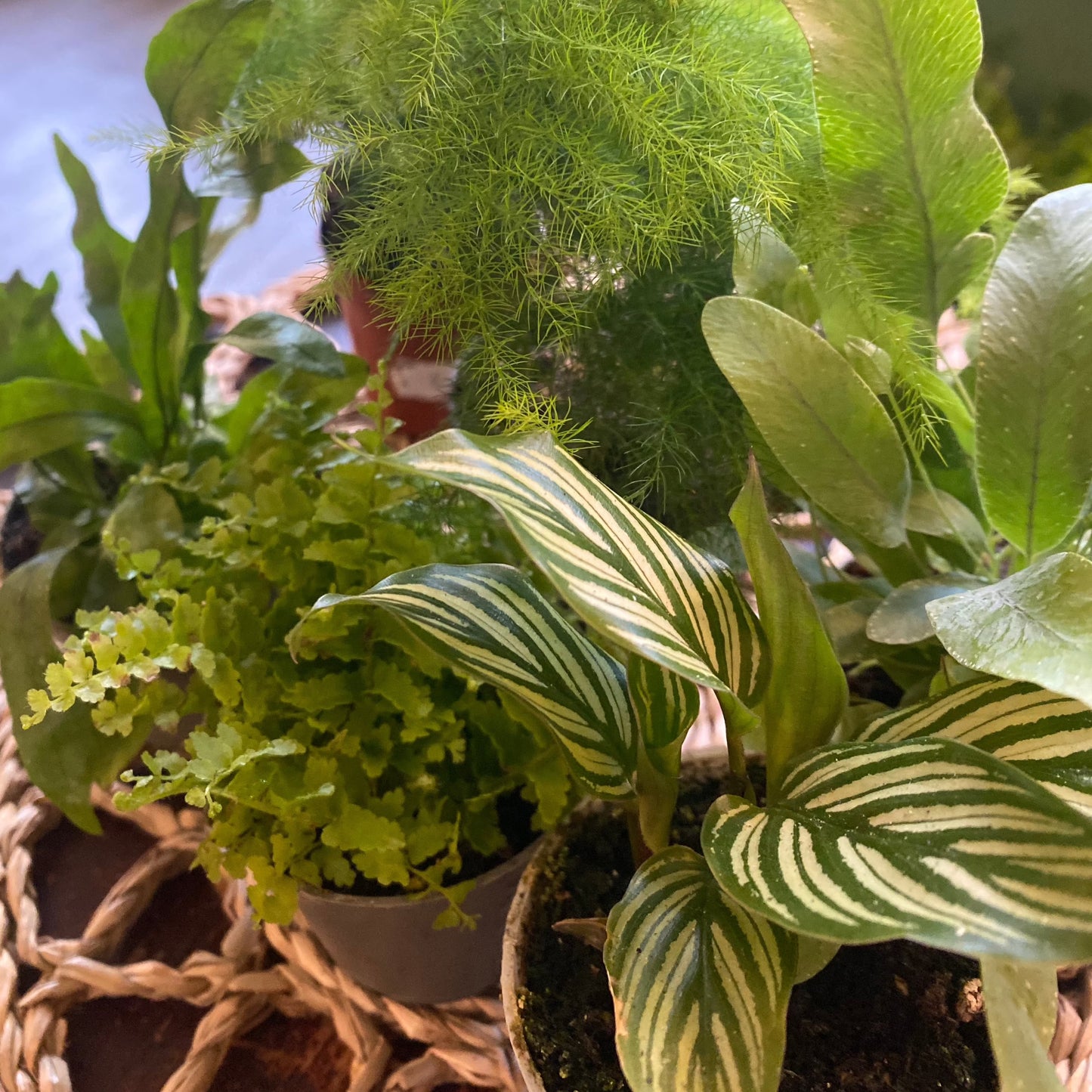 DIY Terrarium Kits