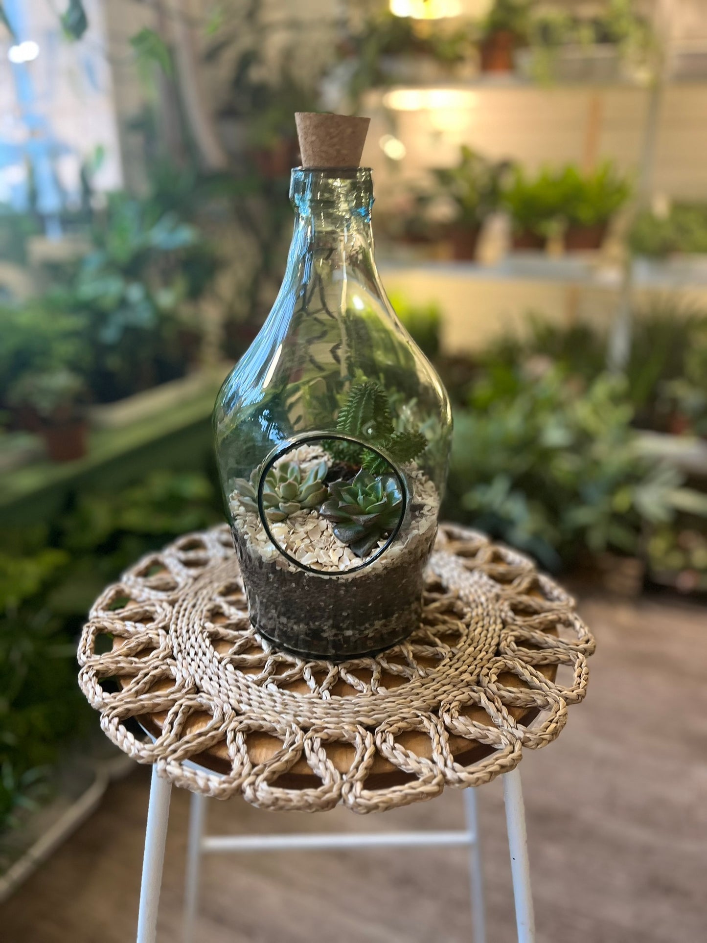 Cacti Terrariums