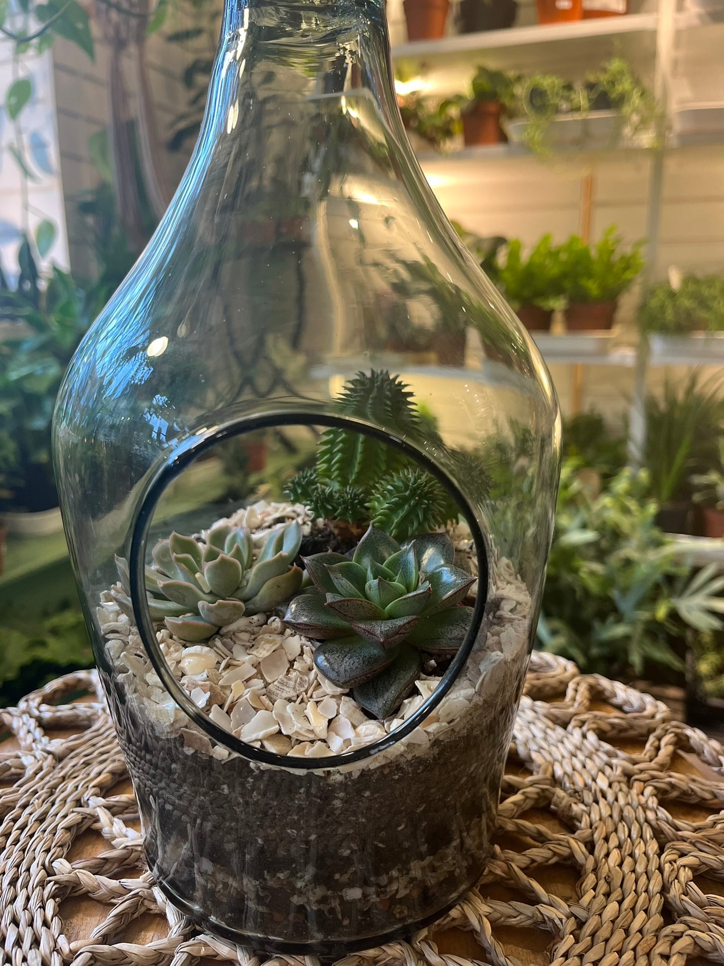 Cacti Terrariums